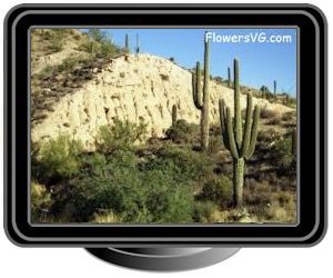 saguaro cactus near phoenix arizona