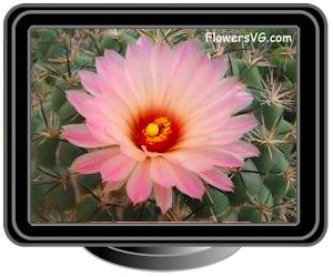 peach cactus flowers