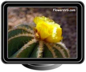 yellow cactus flowers