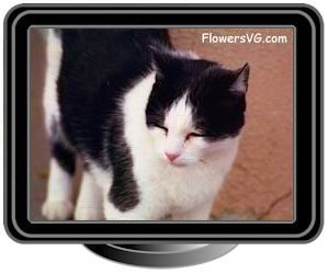 black white cat