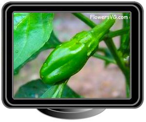 small greenchili pepper