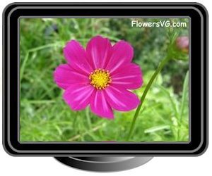 cosmos purple