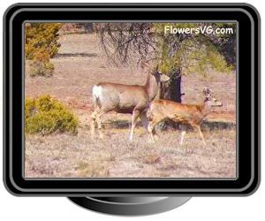 wild deer