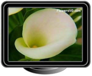 calla lily white
