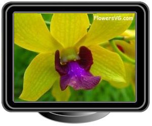 orchid yellow purple