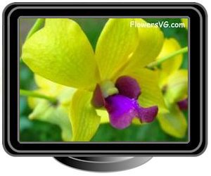 orchid yellow purple