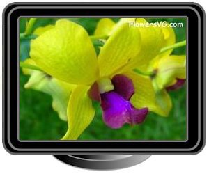 orchid yellow purple