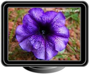 petunia light purple