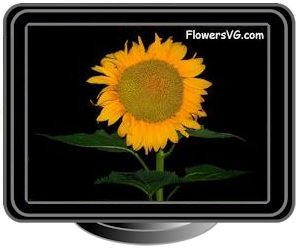 very large yellow sunflower with black background