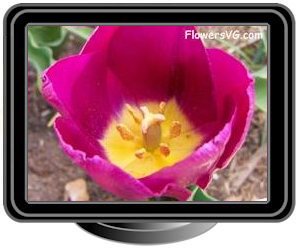 tulip bloomed purple