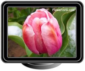 winter snow pink tulip