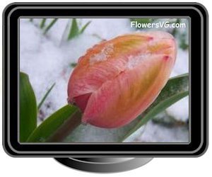 winter snow pink tulip