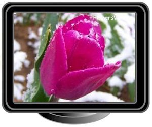 winter snow purple tulip