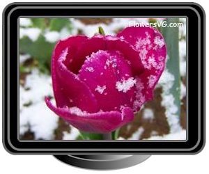 winter snow purple tulip