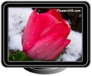 winter snow light red tulip