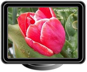 winter snow light red tulip