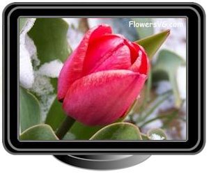 winter snow red tulip