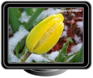 winter snow yellow tulip