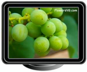grapes fruit medium