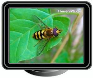 yellow gold hoverfly