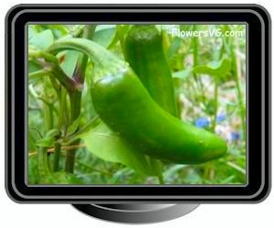 jalapeno green large