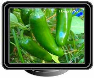 jalapeno green large