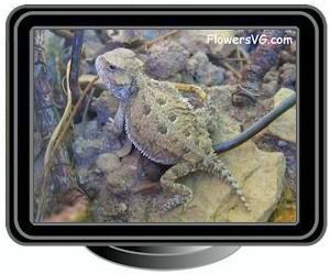 young horned new mexico lizard