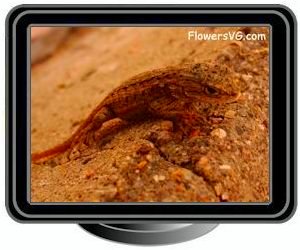 young new mexico lizard