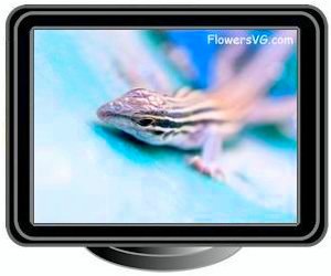 adult whiptail lizard