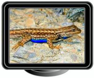 blue belly lizard