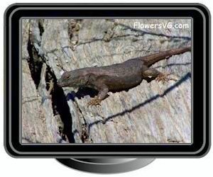 dark new mexico lizard