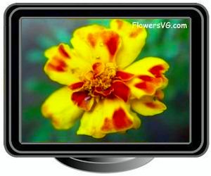 marigold yellow red
