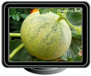 medium cantaloupe melon