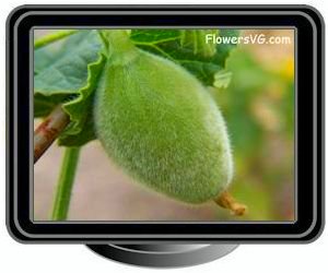 small honeydew melon