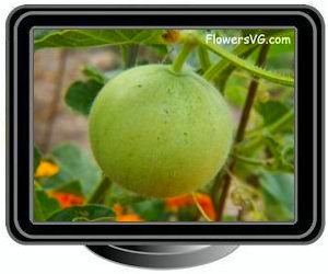 medium honeydew melon