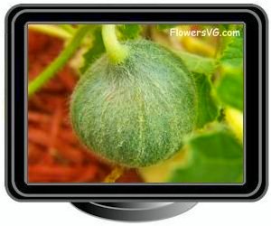 small cantaloupe melon