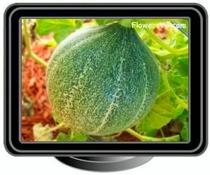 medium cantaloupe melon