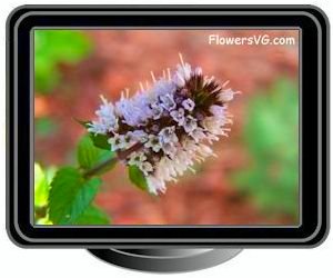 chocolate mint blossom flowers