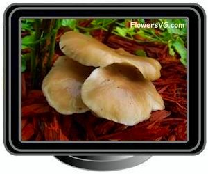 large flat brown mushrooms