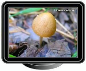 mushrooms small tan color