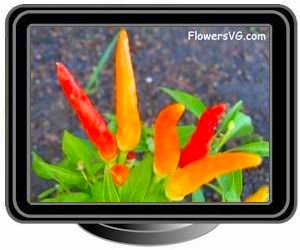 ornimental pepper orange