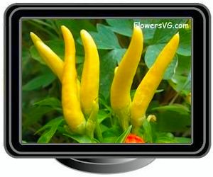 ornimental pepper yellow