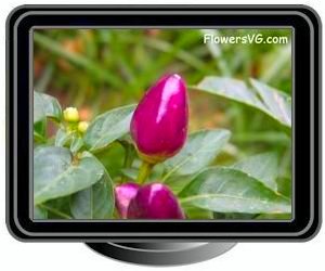 purple ornimental pepper