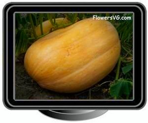 large oval yellow pumpkin
