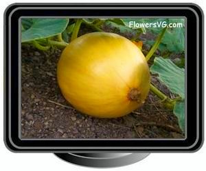 medium yellow pumpkin