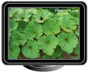 yellow pumpkin leaves
