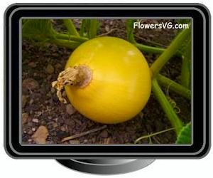 small yellow pumpkin