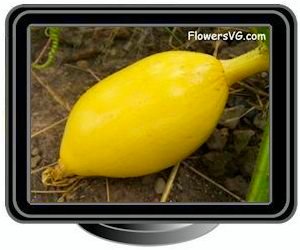 small oval yellow pumpkin