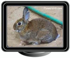 white brown rabbit