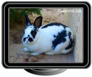 pet black whiterabbit